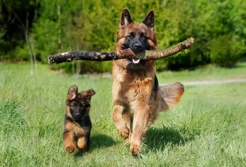 German shepherd running with stick